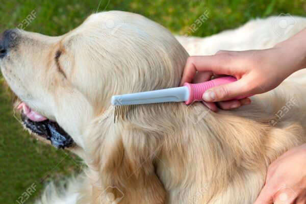 professional dog grooming combs blessedfriday