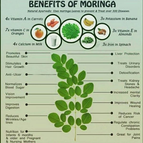 moringa powder for weight loss